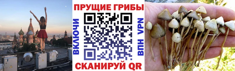 Галлюциногенные грибы прущие грибы  сколько стоит  блэк спрут зеркало  Михайловск 